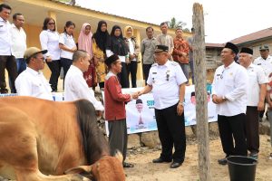 Jelang Idul Adha, Pemkab Dairi Terima Sapi Kurban dari Presiden RI