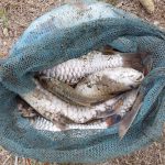 Kembali Ikan Jurung  Lae Renun Mengapung di Tanah Pinem