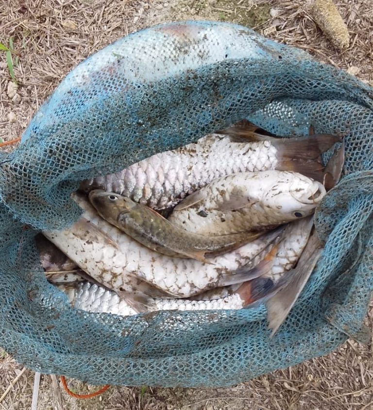 Kembali Ikan Jurung  Lae Renun Mengapung di Tanah Pinem